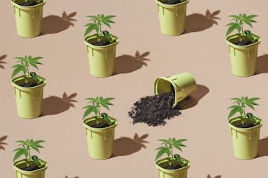 4 stages of marijuana plant growth image